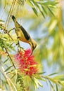 Vertical shot of an Olve backed sunbird perched on an exotic plant in India