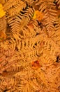 Vertical shot of orange autumn ferns leaves.