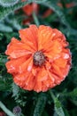 Vertical shot of orange frozen Iceland poppy (Papaver nudicaule)