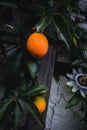 Vertical shot of orange fruit on the branch with green leaves background Royalty Free Stock Photo
