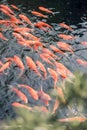 Vertical shot of orange koi fish swimming in a water pond during the daytime Royalty Free Stock Photo