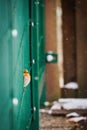 Vertical shot of an orange robin perched in a green metal fence under snowfall Royalty Free Stock Photo