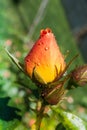 Vertical shot of an orange rosebud with waterdrops Royalty Free Stock Photo