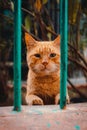 Vertical shot of an orange street cat with a slightly sad face, standing behind face bars. Its nose dirty from searching for food Royalty Free Stock Photo