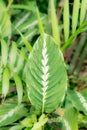 Vertical shot of an ornamental Goeppertia louisae plant with beautiful patterns Royalty Free Stock Photo