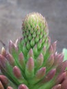 Vertical shot of the Orostachys spinosa plant