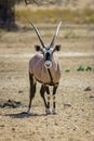 Vertical shot of an oryx in the Kalahari desert Namibia Royalty Free Stock Photo