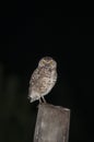 Vertical shot of an owl standing on a wooden trunk with black background - wisdom concept Royalty Free Stock Photo