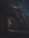 Vertical shot of an owl on a tree branch at night