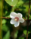 Vertical shot of a oyama magnolia blossom