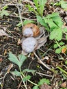 Vertical shot of a pair of cute snails with brown shells surrounded by small leaves in a sunny park