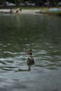Vertical shot of a pair of ducks floating on the water Royalty Free Stock Photo