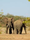 Vertical shot of a pair of elephants outdoors Royalty Free Stock Photo