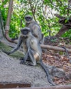 Vertical shot of a pair of gray langurs (Hanuman langurs) sitting on a tree branch