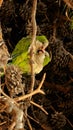 Vertical shot of a pair of green Budgerigars sitting on a tree branch