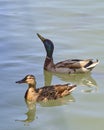 Vertical shot of a pair of mallard ducks swimming in a lake