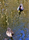 Vertical shot of a pair of mallard ducks swimming in the pond