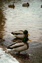 Vertical shot of a pair of Mallard ducks (Anas platyrhynchos) standing on the shore