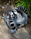 Vertical shot of the pair of ring-tailed lemurs