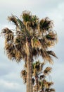 Vertical shot of a palm tree of canary islands in spain with a gloomy sky in the background Royalty Free Stock Photo