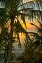 Vertical shot of a palm tree in front of a beautiful sunset on the sea Royalty Free Stock Photo