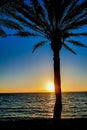 Vertical shot of a palm tree in front of the water during a sunset Royalty Free Stock Photo