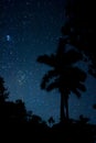 Vertical shot of palm tree silhouettes under a starry bright blue sky