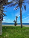 Vertical shot of palm trees on the beach of Malaga, Spain Royalty Free Stock Photo