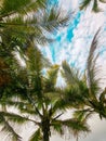 Vertical shot of palm treetops against a blue cloudy sky, perfect for wallpapers