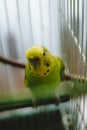Vertical shot of a parrot popinjay in the cage