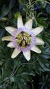 Vertical shot of a passionflower in bloom with green leaves