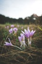 Vertical shot of pastel purple Crocus vernus flower in the middle of a spring field Royalty Free Stock Photo