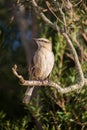 Vertical shot of a Patagonian mockingbird standing on a tree branch in a field under the sunlight