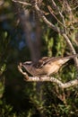 Vertical shot of a Patagonian mockingbird standing on a tree branch under the sunlight at daytime