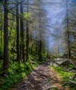 Vertical shot of a path in a creepy pine tree forest covered in mist