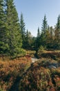 Vertical shot of a path crossing through the Svartdalstjerna forest in fall Royalty Free Stock Photo