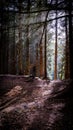 Vertical shot of a path in the forest with tall dry trees in autumn Royalty Free Stock Photo