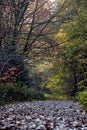 Vertical shot of a path leading through the forest in Bacton Woolds UK