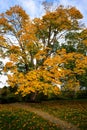 Vertical shot of a path leading to a single yellow tree. Benches around the plant on an autumn day