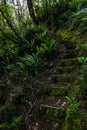 Vertical shot of a path with mossy stones in the green forest Royalty Free Stock Photo