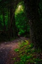 Vertical shot of a path in a mysterious forest with the sunshine peeking through trees