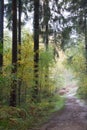 Vertical shot of a path taking through a pine forest