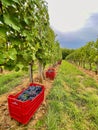 Vertical shot of a path in vineyards with baskets full with grapes under a cloudy sky above