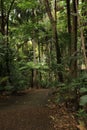 Vertical shot of a pathway in a forest full of tall trees Royalty Free Stock Photo
