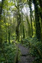 Vertical shot of a pathway in a green forest at daytime Royalty Free Stock Photo