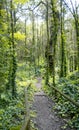 Vertical shot of a pathway in a green forest at daytime Royalty Free Stock Photo
