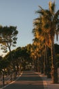 Vertical shot of a pathway lined with palms on the coast Makarska, Croatia Royalty Free Stock Photo