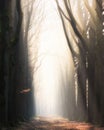 Vertical shot of a pathway in the middle of leafless trees with the sun shining through the fog Royalty Free Stock Photo