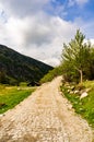 Vertical shot of a pathway surrounded by trees with the mountains in the background Royalty Free Stock Photo