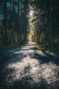 Vertical shot of a pathway between trees and sunlight behind in a forest Royalty Free Stock Photo